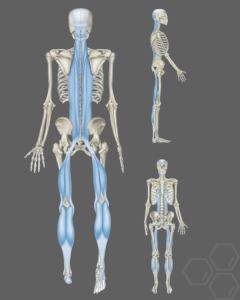 Ein menschliches Skelett in der Seitenansicht, auf dem die superficial backline (oberflächliche Rückenlinie) als rote Linie visualisiert ist, die von der Fußsohle über die Waden und den Rücken bis zum Schädel verläuft.