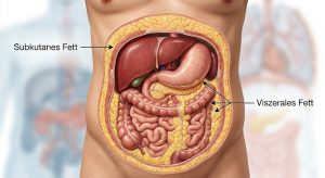 Anatomische Illustration zeigt subkutanes und viszerales Bauchfett im menschlichen Körper – Fitlab Stuttgart